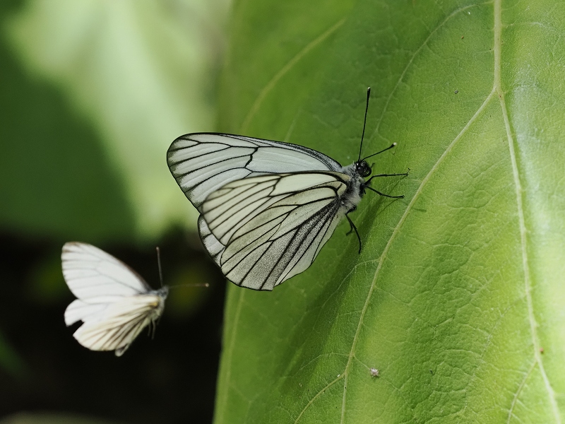 北海道 エゾシロチョウ